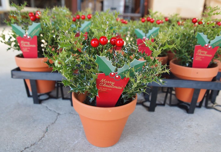 完売 天然野生とっても大きな柊さん【ひいらぎ＊クリスマスツリー