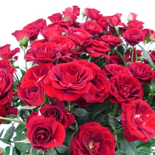 バラ苗 つるバラ苗四季咲きピンク色 ニュードーン 「ナチュラルカット