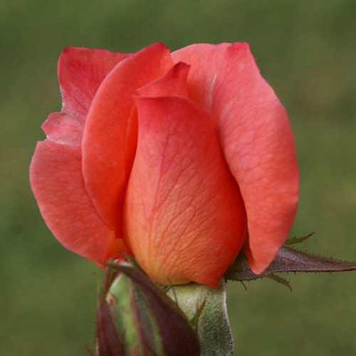 �Х��ġ���ǯ����ġ������ꥶ�٥����֥���ߥ������ء���ɥ����å�������ȭ�����Х��Ĥϣ��������Ķ��������ȯ�������ڥ֥����ġۡ�