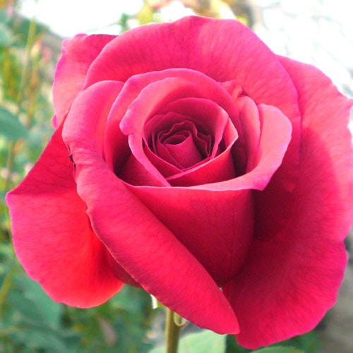 �Х��ġ���ǯ����ġ���CL�ѥѥᥤ���󡡤Ĥ�Х顡����ȭ�����Х��Ĥϣ��������Ķ��������ȯ������