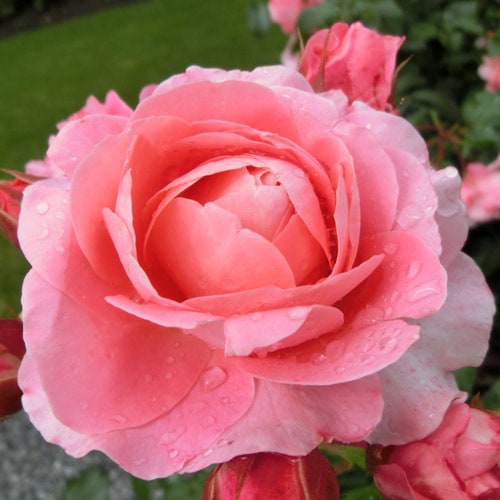 バラ苗 2年大株苗 ピンクパンサー 大輪 4号鉢 ※11月中旬以降、発送