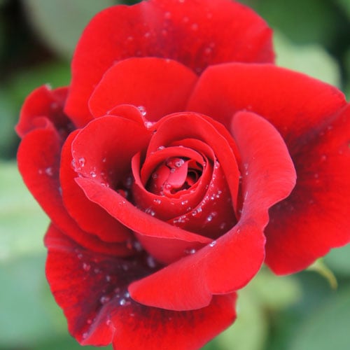 �Х��ġ���ǯ����ġ������󥸥����åɡ����ء�����ȭ�����Х��Ĥϣ��������Ķ��������ȯ���������ڥ֥����ġ�