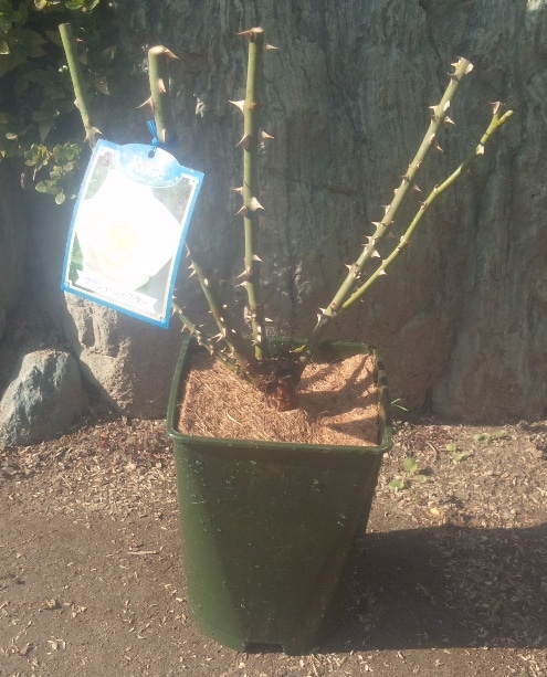 �Х���ݥ������ȥ��åȡ��֥Х�ڡ��ס��ԥ��ꥸ�ʥ룸��ȭ���ڡ��������ޥåȤΥ��åȡ�