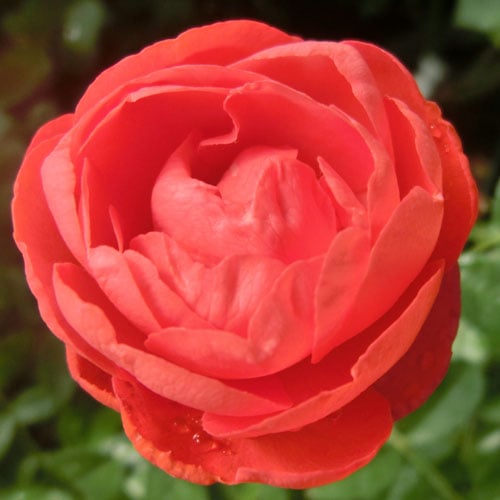 �Х��ġ���ǯ����ġ�������󥸥⥹���å�(����󥸥ޥ������ǥ��ˡ����ء�����ȭ�����Х��Ĥϣ��������Ķ��������ȯ������