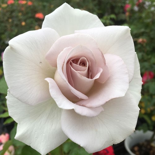 バラ苗 2年大株苗 ステンレススチール 大輪 4号鉢 ※バラ苗は5～10