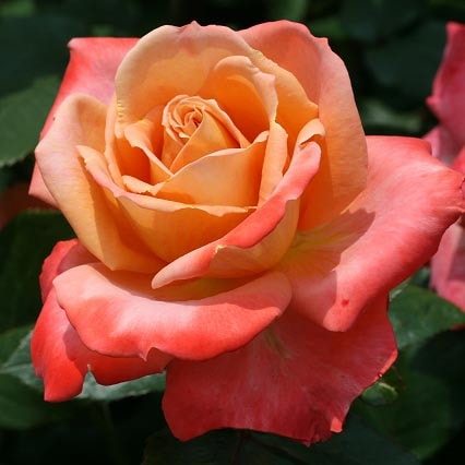 �Х��ġ���ǯ����ġ����ե��������82�����ء�����ȭ�����Х��Ĥϣ��������Ķ��������ȯ������