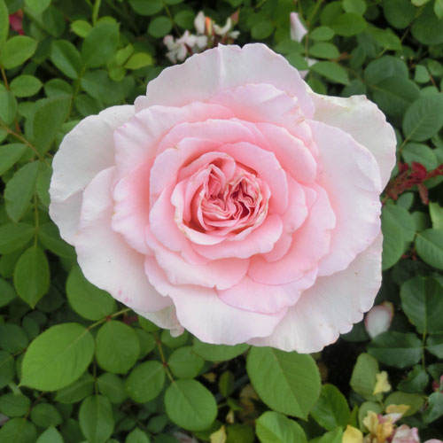 Beaniebabyさま 茶 新品種 ブラウン〜ピンクベージュ バラ苗 切り花種