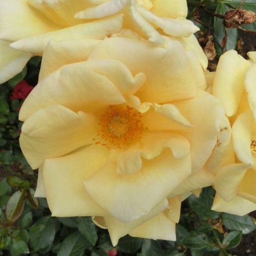 バラ苗 2年大株苗 ステファニーダルセル レンズローズ 中輪 4号鉢