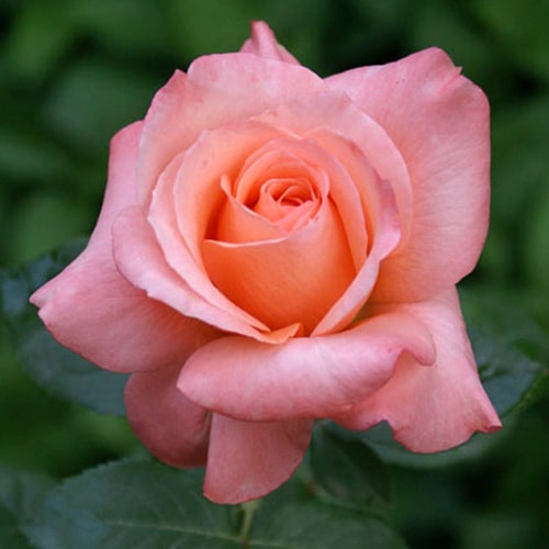 �Х��ġ���ǯ����ġ���������󥹥ѥ����������ء�����ȭ�����Х��Ĥϣ��������Ķ��������ȯ�������ڥ֥����ġۡ�