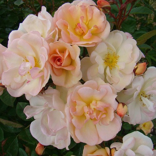 �Х��ġ���ǯ����ġ������֥�����ȥ������ɡ��Ĥ�Х顡��󥺥�����������ȭ�����Х��Ĥϣ��������Ķ��������ȯ�������ڥ֥����ġ�