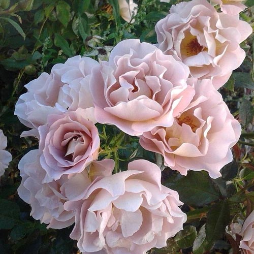 ROSE NURSERY MIZUTANI 有限会社水谷農園｜薔薇苗の生産業者販売サイト