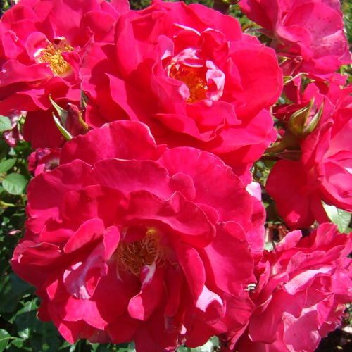 ROSE NURSERY MIZUTANI 有限会社水谷農園｜薔薇苗の生産業者販売サイト
