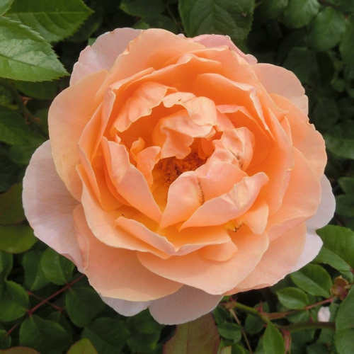 ROSE NURSERY MIZUTANI 有限会社水谷農園｜薔薇苗の生産業者販売サイト