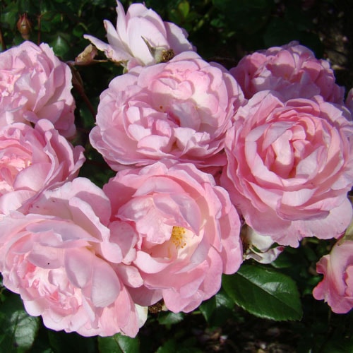ROSE NURSERY MIZUTANI 有限会社水谷農園｜薔薇苗の生産業者販売サイト