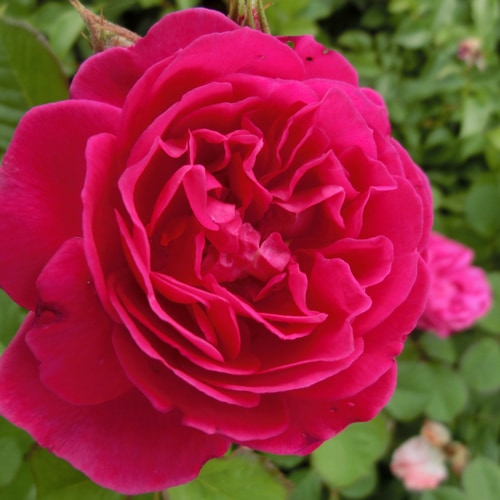 バラ苗 2年大株苗 カール4世 中輪 レンズローズ 4号鉢 ※バラ苗は5