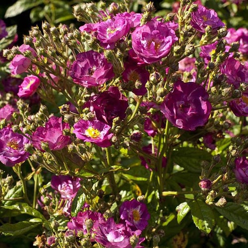 バラ苗 2年大株苗 バイオレットフード レンズローズ つるバラ 4号鉢