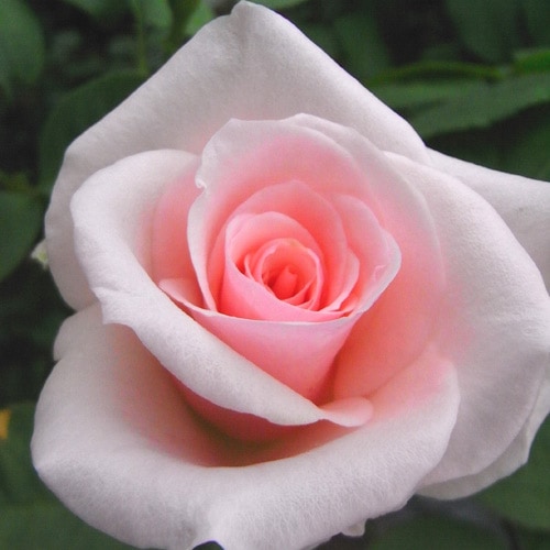 バラ苗 新苗育成苗 18cmポット 花千鳥 : Apple Roses - 通販