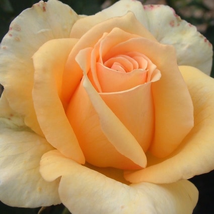 �Х��ġ���ǯ����ġ�������֥�ǣ��������ء�����ȭ�����Х��Ĥϣ��������Ķ��������ȯ������