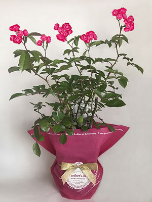 ڣ桦桦ȭѡۥեѥåԥ󥰡ڣȭˤĤĤʸۡڥåԥ󥰤ΤߤΤʸԲġۡڥ᡼ľʤξԲġ