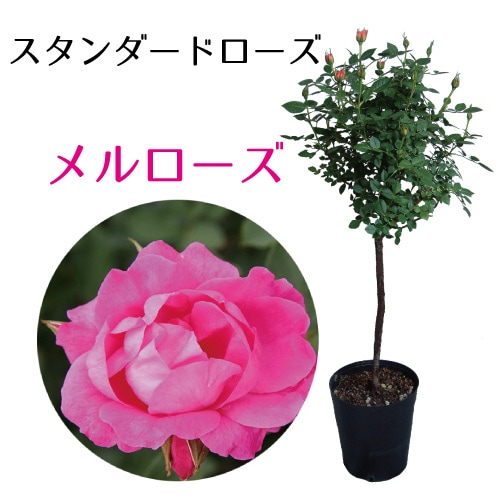 オファー バラ苗六号鉢 6角】プレミアローズセレクション【6号角深鉢