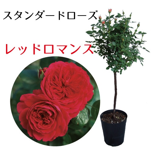 ☆特別値下げ期間限定 9/23迄☆ TomasaMartin作”赤いバラと日記” バラ [ はいから ] 秋苗 大苗 四季咲 (H.T) 京阪園芸 F&Gローズ