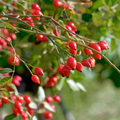 ローズヒップを楽しむバラ