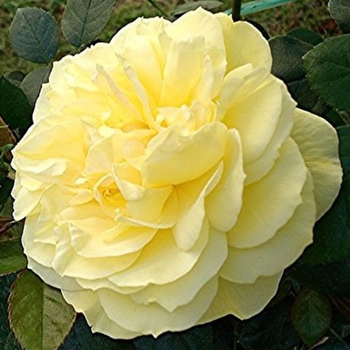 �Х��ġ���ǯ����ġ����󥹥��������ء������ϡ����������ϡ���ꡡ���ᡡ�͵��餭������ȭ�����Х��Ĥϣ��������Ķ��������ȯ������