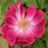 �Х��ġ���ǯ����ġ����꡼�ƥ��󥰥���Greetings���Ĥ�Х顡����ȭ�����Х��Ĥϣ��������Ķ��������ȯ����