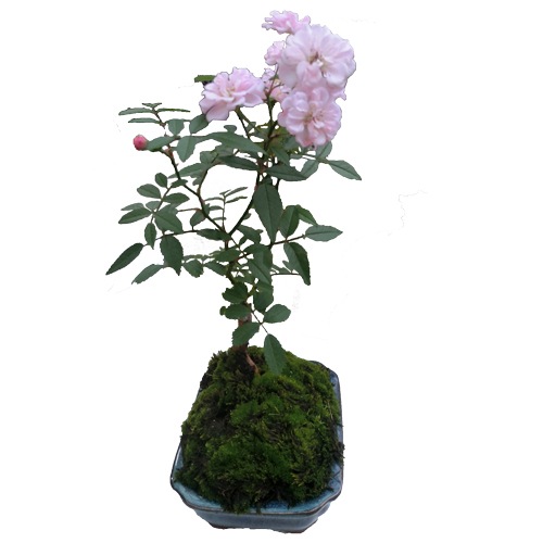 �Х��ߺϻ�Ω�ơ�6��ץ饹���å���ȭ