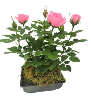 �Х��ߺϻ�Ω�ơ�5��ץ饹���å���ȭ