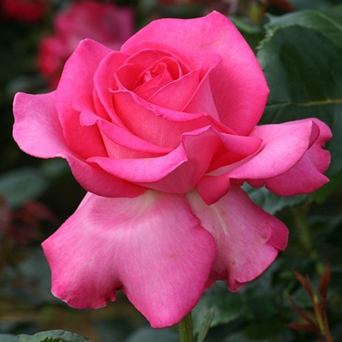 バラ苗 新苗 Clエデンローズ つるバラ ４号鉢 ４月中旬以降発送予定