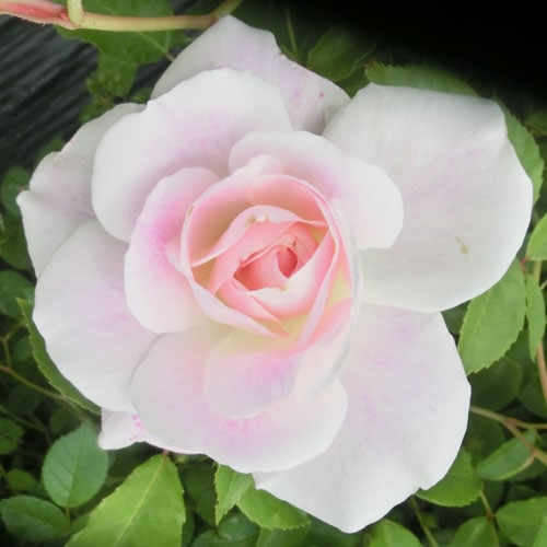 バラ苗 2年大株苗 ブラッシュアイスバーグ 中輪 ピンク系