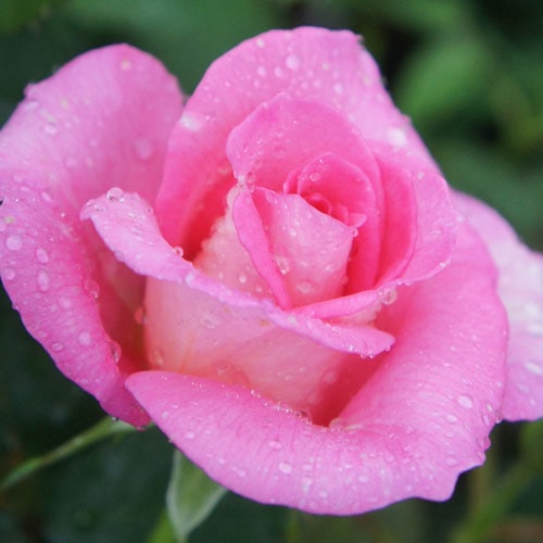 バラ苗 2年大株苗 パフュームロイヤル 大輪 ピンク系 香り 強香