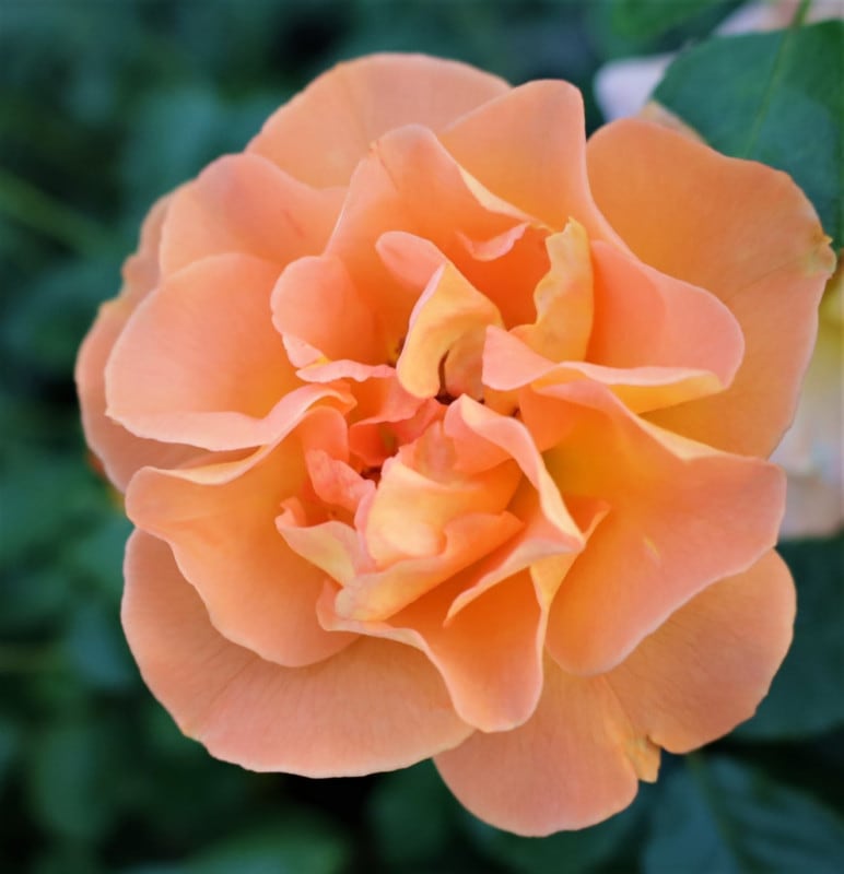 �Х��ġ���ǯ����ġ����������ȥĥ����ȡ����ء�����ȭ�����Х��Ĥϣ��������Ķ��������ȯ������