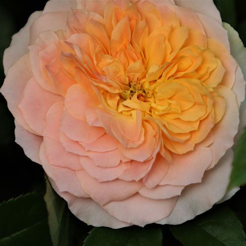 ROSE NURSERY MIZUTANI 有限会社水谷農園｜薔薇苗の生産業者販売サイト