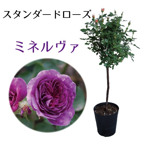 バラ苗6号鉢 大苗 バラ