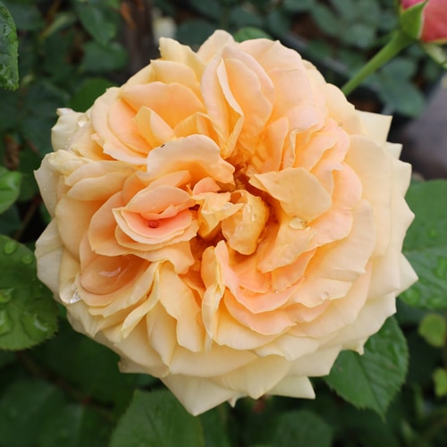 �Х��ġ���ǯ����ġ������ࡡAdam���Ĥ����ء�����ȭ�����Х��Ĥϣ��������Ķ��������ȯ����