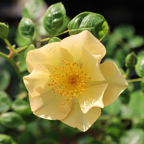 �Х��ġ���ǯ����ġ����ޥ���󥰥���Smiling Sun��LENS�����ء�����ȭ�����Х��Ĥϣ��������Ķ��������ȯ�����ڥ֥����ġ�