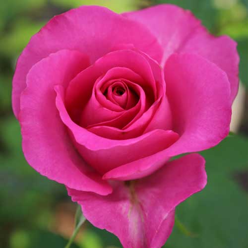 ХġǯġŷȤΰءХꥸʥʼȭܰʹߡȯͽꢨڥ֥ġ