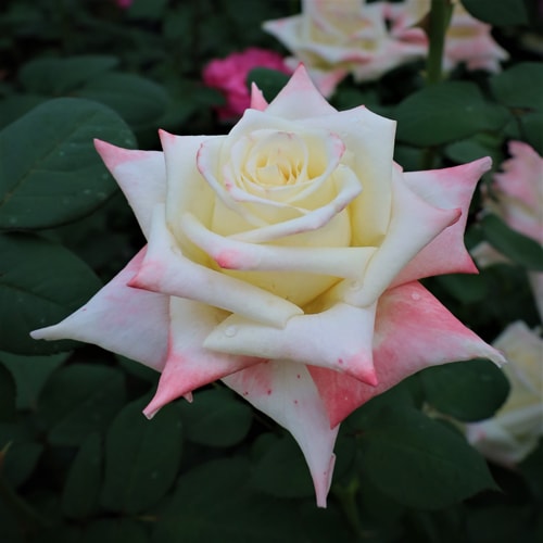 ХġǯġŷȤƷءХꥸʥʼȭܰʹߡȯͽꢨڥ֥ġ