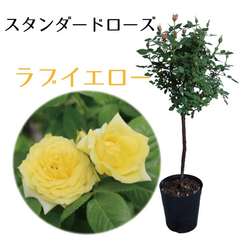 花芽付き バラ苗 スタンダード大苗 ラブイエロー 6号鉢 【開花時90