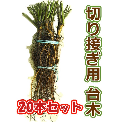 バラ台木 ROSE NURSERY MIZUTANI 有限会社水谷農園｜薔薇苗の生産業者販売サイト