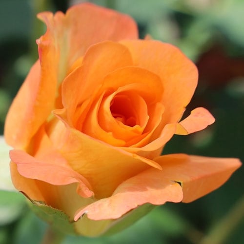 Хʼ̿̾䡡No.1ۡ2024-2025ء͵餭