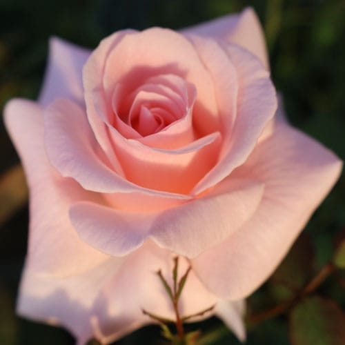 �Х��ʼ��̿̾���䡡��No.3�ۡ�2024-2025�����ء��͵��餭���ԥ�