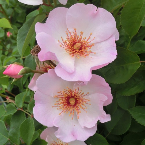 �Х��ġ���ǯ����ĥ��󥰻�Ω�ơ������꡼��ɥ������٥롡LENS���Ĥ�Х顡6��ȭ�� �ڥ֥����ġ�