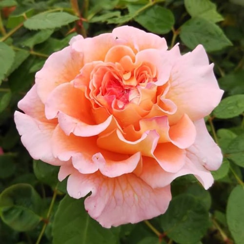 ♡黎アスマ様♡ご予約　バラ苗 バラ苗 新苗育成苗 18cmポット 花千鳥 : Apple Roses - 通販