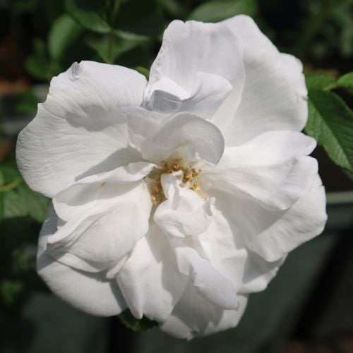 NEW���Х��ġ���ǯ����ġ��֥�󡦥ɥ��֥롦�ɥ��� �����٥롡������ɥ�����������ȭ�����Х��Ĥϣ��������Ķ��������ȯ����