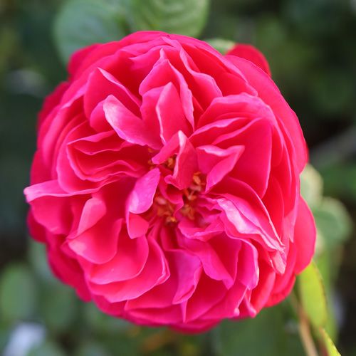 �Х��ġ���ǯ����ġ��ǥ����ץ�֡��Ĥ�Х顡�Υ����른�å�������ȭ�����Х��Ĥϣ��������Ķ��������ȯ������