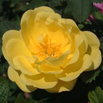 �Х��ġ���ǯ����ġ��ϥ꥽�󥺥���������������ɥ�����������ȭ�����Х��Ĥϣ��������Ķ��������ȯ����