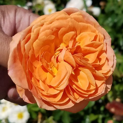 �Х��ġ���ǯ����ġ����ޡ���������ӥ꡼������󥺥�����������ȭ�����Х��Ĥϣ��������Ķ��������ȯ�������ڥ֥����ġ� ��